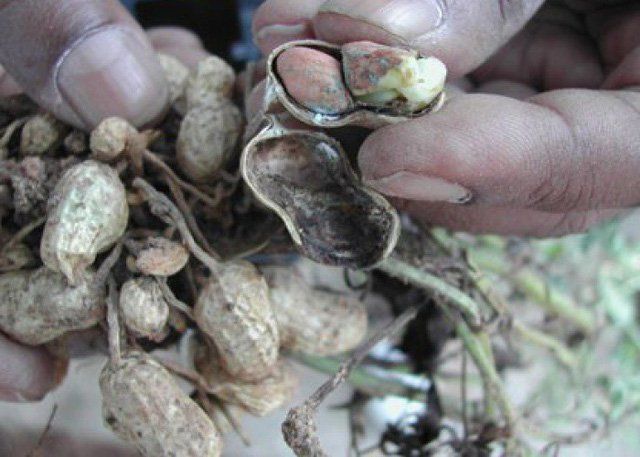 Lời khuyên dinh dưỡng cho người cao tuổi
