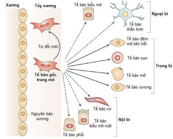 Bệnh Lupus ban đỏ và tế bào gốc