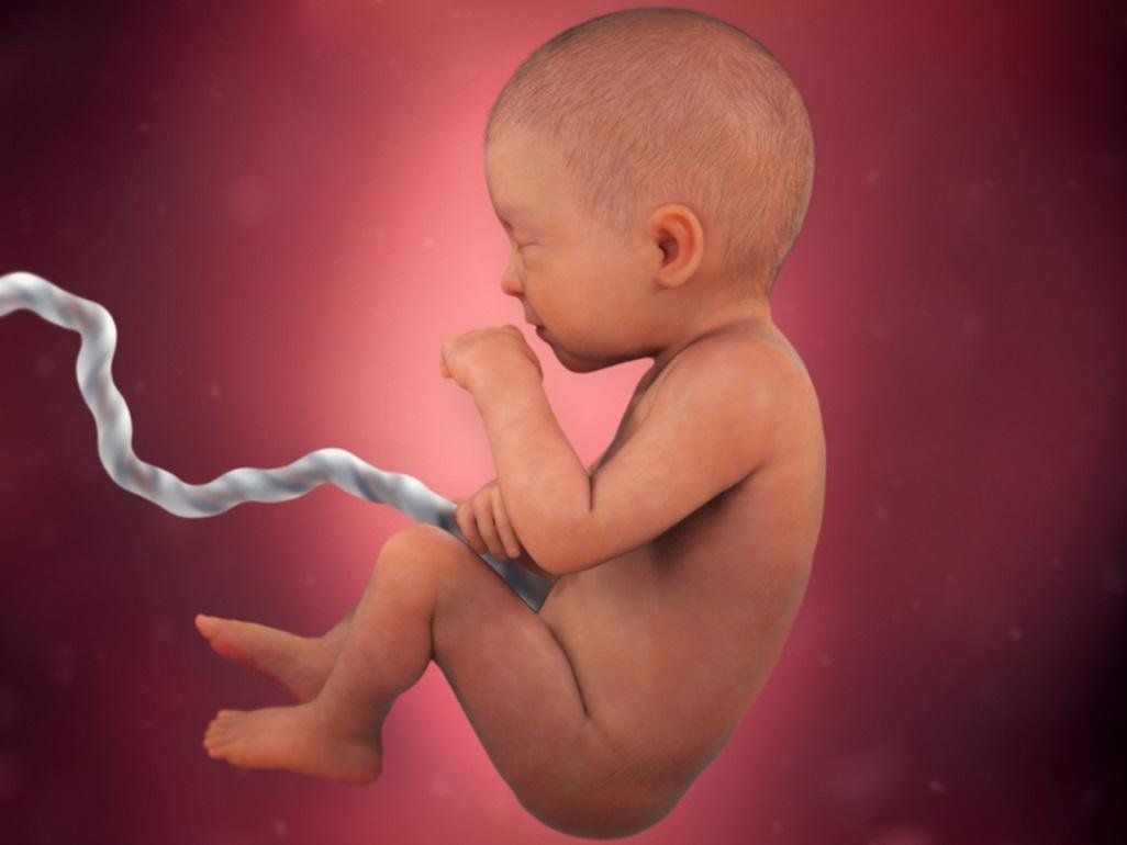 Sự phát triển của thai nhi tuần 23