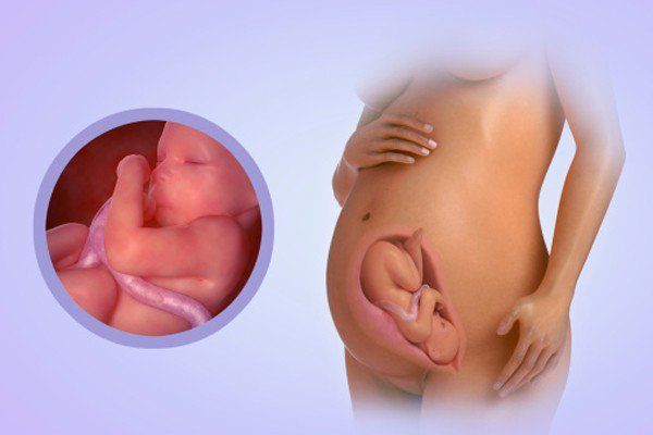 Siêu âm hình thái thai nhi có thể thực hiện từ tuần thai nào?