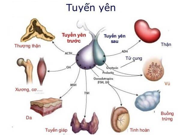 Hormone Prolactin là gì?
