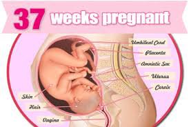 Hành trình 9 tháng 10 ngày trong bụng mẹ của thai nhi