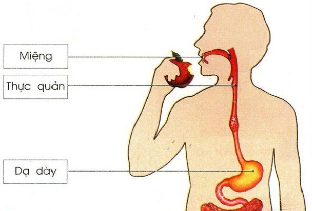 Các vấn đề thường gặp ở thực quản