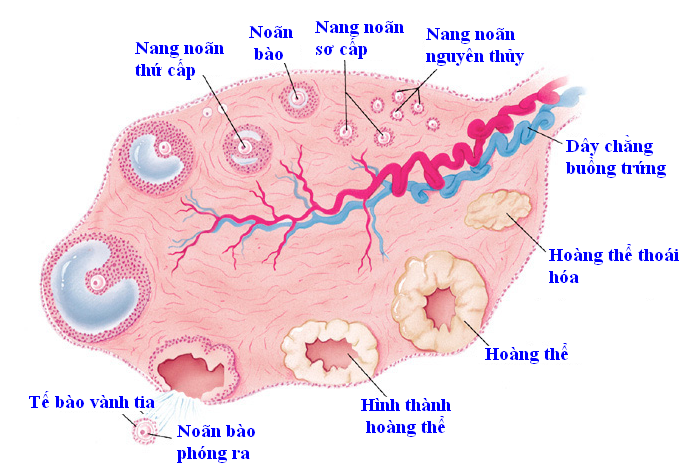 Theo dõi nang noãn khi thực hiện IVF