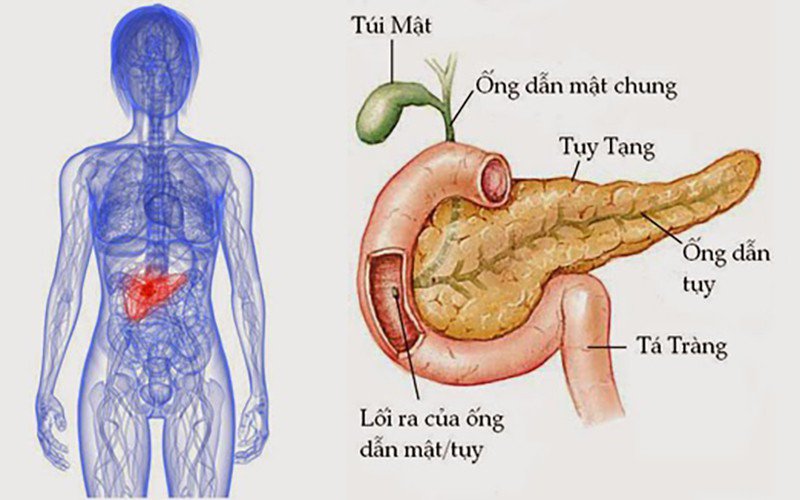 Có những biện pháp phòng ngừa viêm tụy tự miễn là gì?
