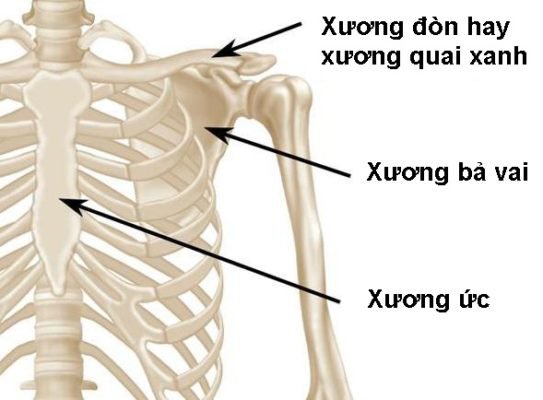 Gãy, lệch xương quai xanh: Những điều cần biết