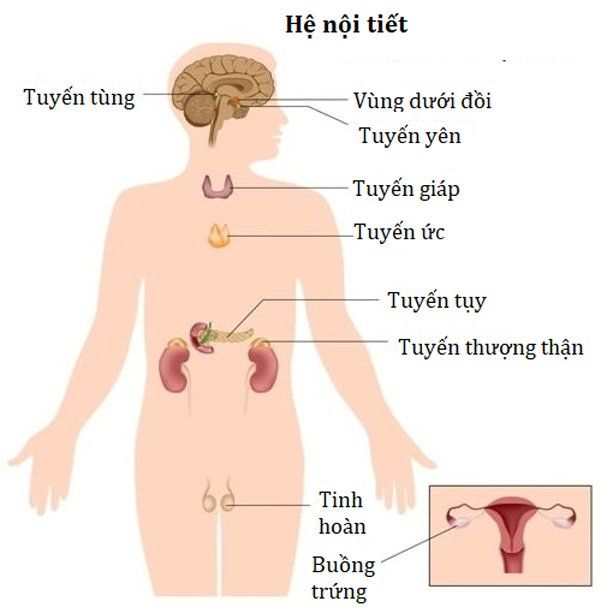 Vai trò của tuyến tùng trong hệ thống nội tiết là gì?