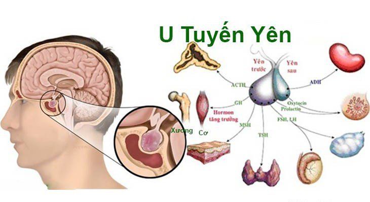 Vai trò của tuyến yên trong hệ thống nội tiết