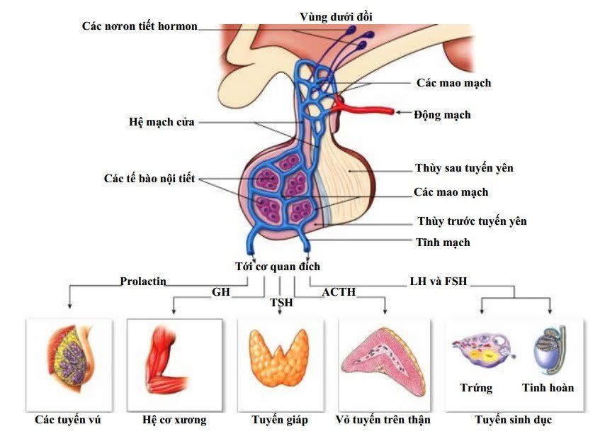 Giới hạn bình thường của các chỉ số nội tiết tố nữ