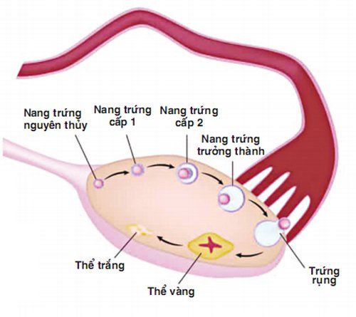 Giới hạn bình thường của các chỉ số nội tiết tố nữ