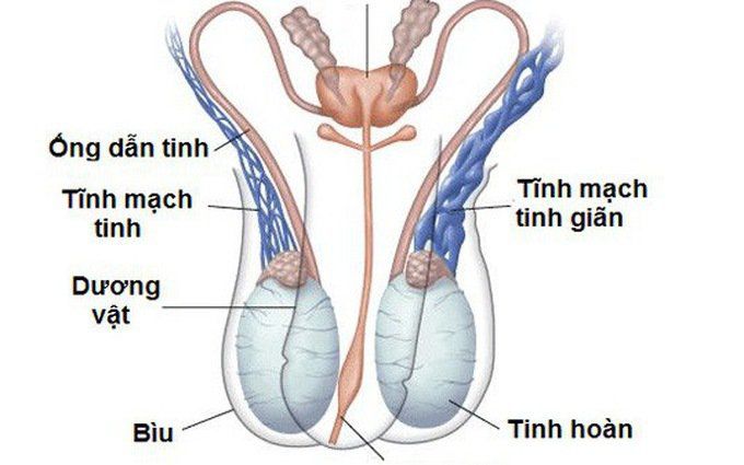 Siêu âm trong giãn tĩnh mạch thừng tinh