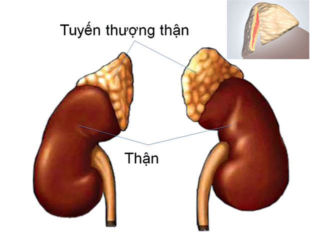 Điều gì tạo nên hệ thống nội tiết?