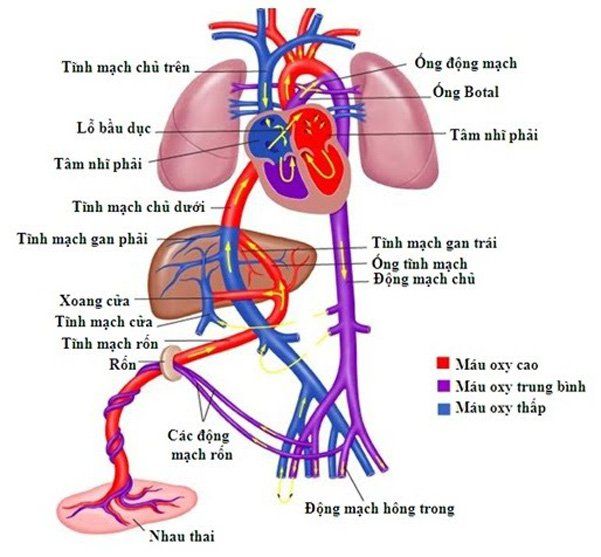 Sinh lý và tuần hoàn bào thai