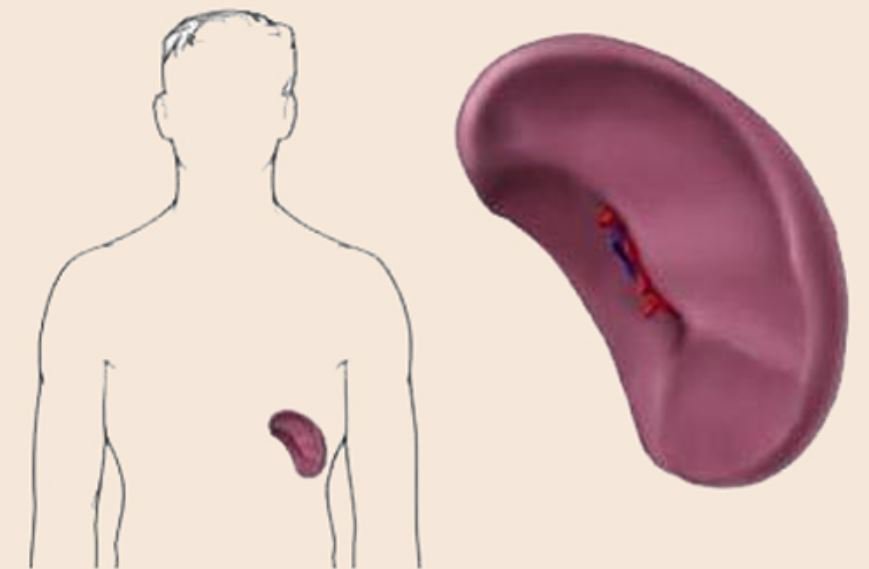 Viêm não mô cầu: Xác định đối tượng nguy cơ