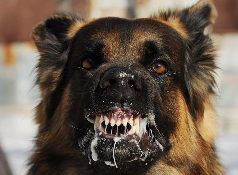 Mất bao lâu để bệnh dại khởi phát trên chó, mèo?