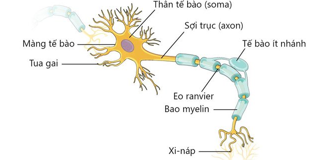 Trình bày sản phẩm mô hình  Tế bào thực vật Nhóm 3 lớp 10a1 Trường THPT  số 3 An Nhơn  YouTube