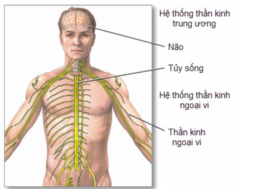 Vì sao bạn rùng mình khi đi tiểu?