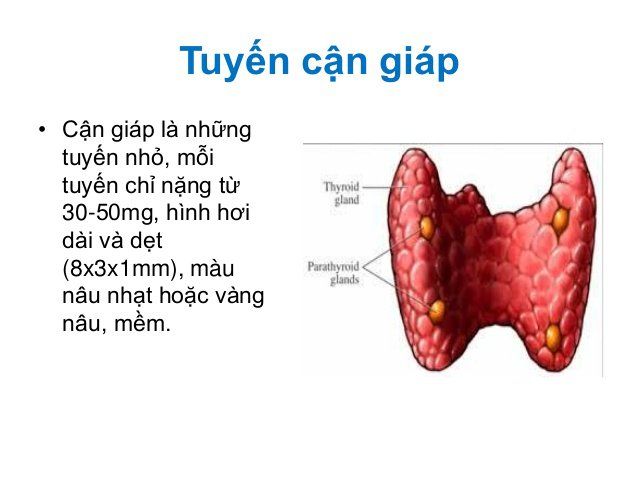 Các trường hợp cần xét nghiệm hormon tuyến cận giáp PTH
