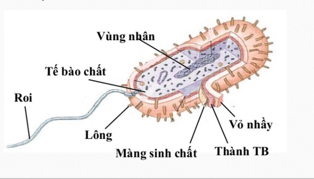 Vi khuẩn là gì? Có những loại nào?