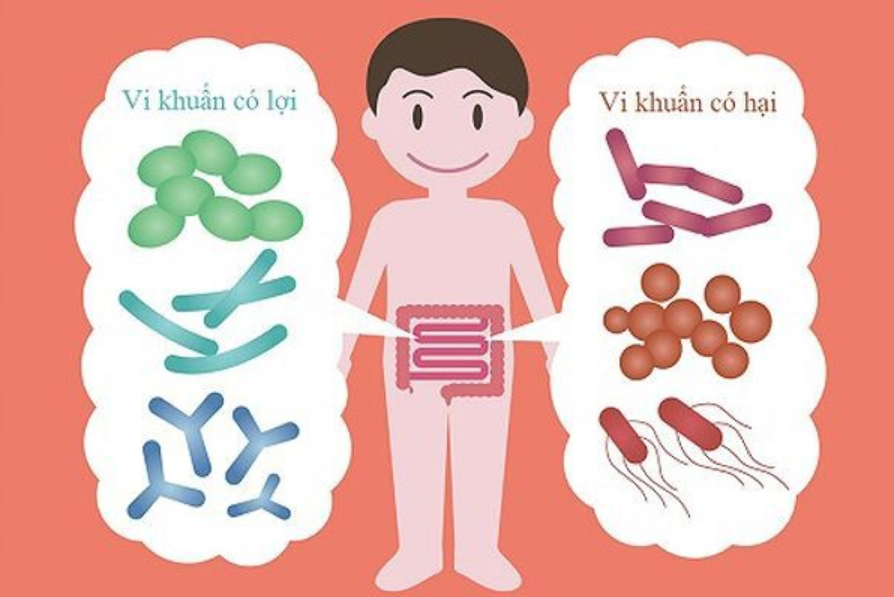Vai trò của hệ vi khuẩn đường ruột