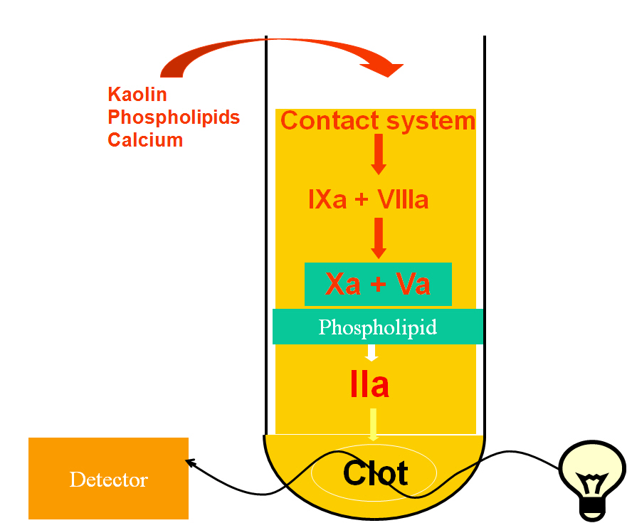 Xét nghiệm APTT là gì và khi nào cần thực hiện?