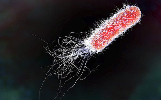 Kháng sinh điều trị vi khuẩn E coli: Những điều cần biết