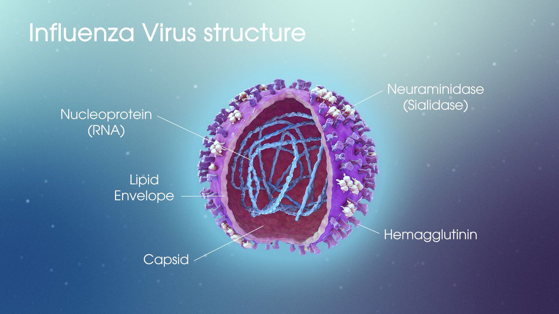 Các loại virus cúm thường gặp