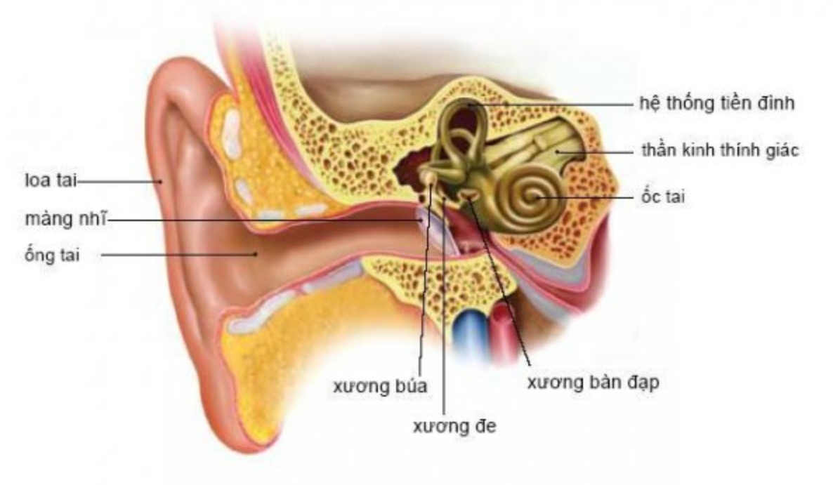 Viêm dây thần kinh tiền đình