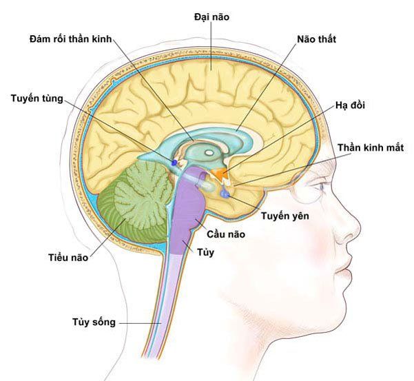 Vai trò của tuyến tùng trong hệ thống nội tiết là gì?