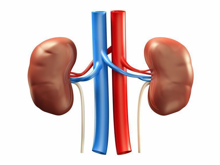 Các bệnh lý thường gặp ở động mạch thận