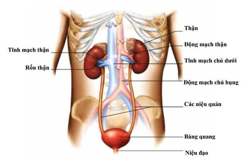 Các bệnh lý thường gặp ở động mạch thận
