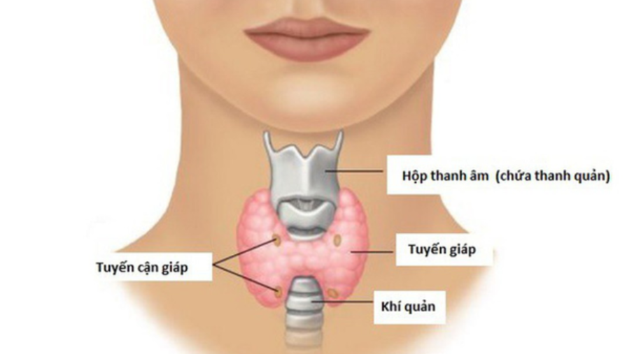 Điều gì tạo nên hệ thống nội tiết?