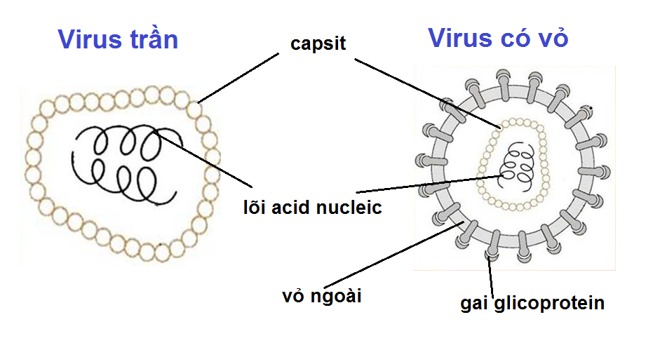 Đặc điểm cấu tạo của virus gây bệnh