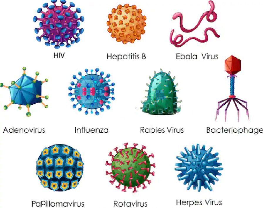 Đặc điểm cấu tạo của virus gây bệnh