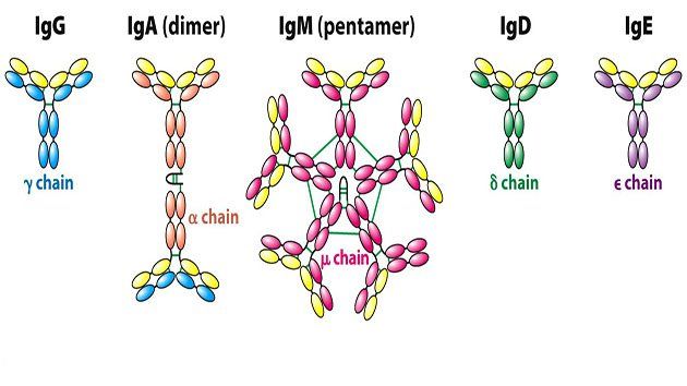 Chẩn đoán huyết thanh bệnh nhiễm trùng