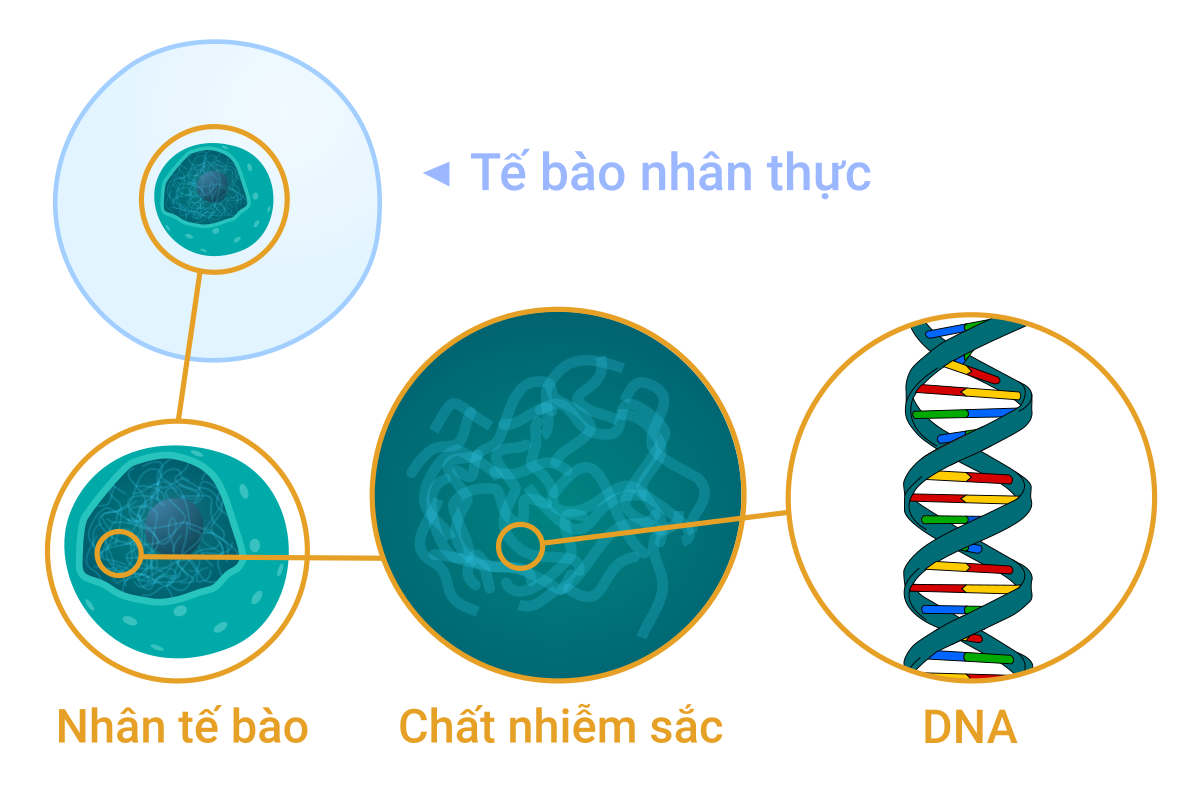 DNA là gì và ý nghĩa của xét nghiệm DNA