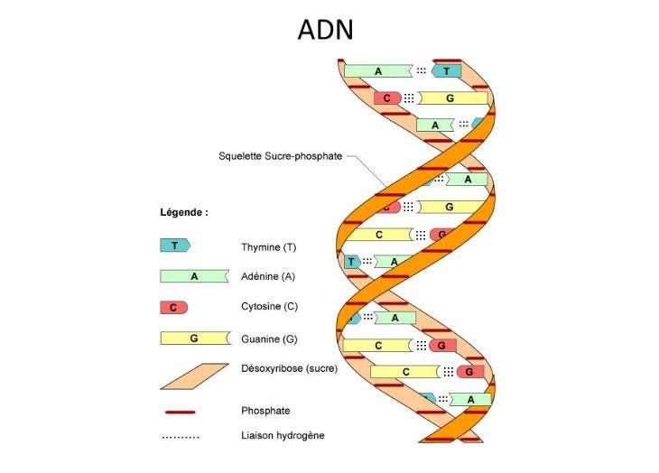 DNA là gì và ý nghĩa của xét nghiệm DNA