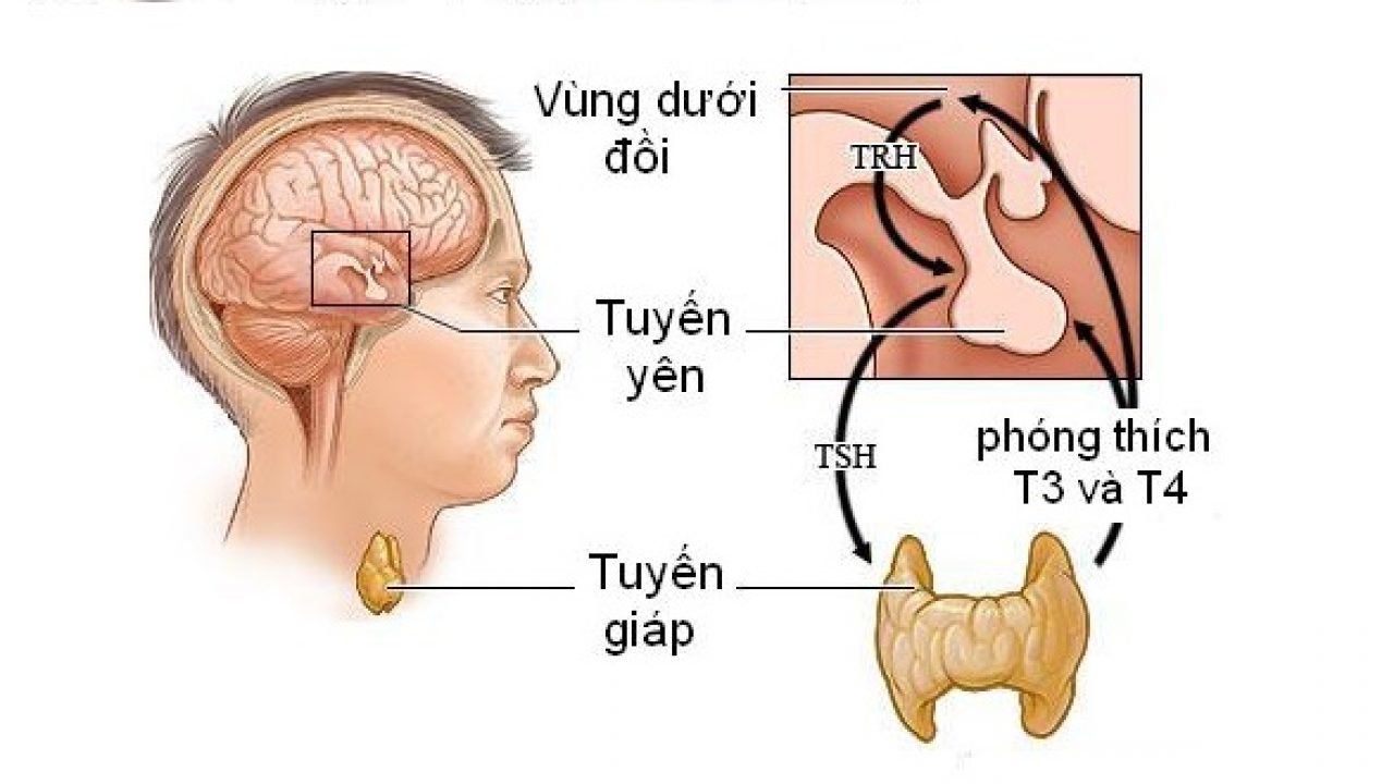 Vai trò của vùng dưới đồi trong hệ thống nội tiết là gì?