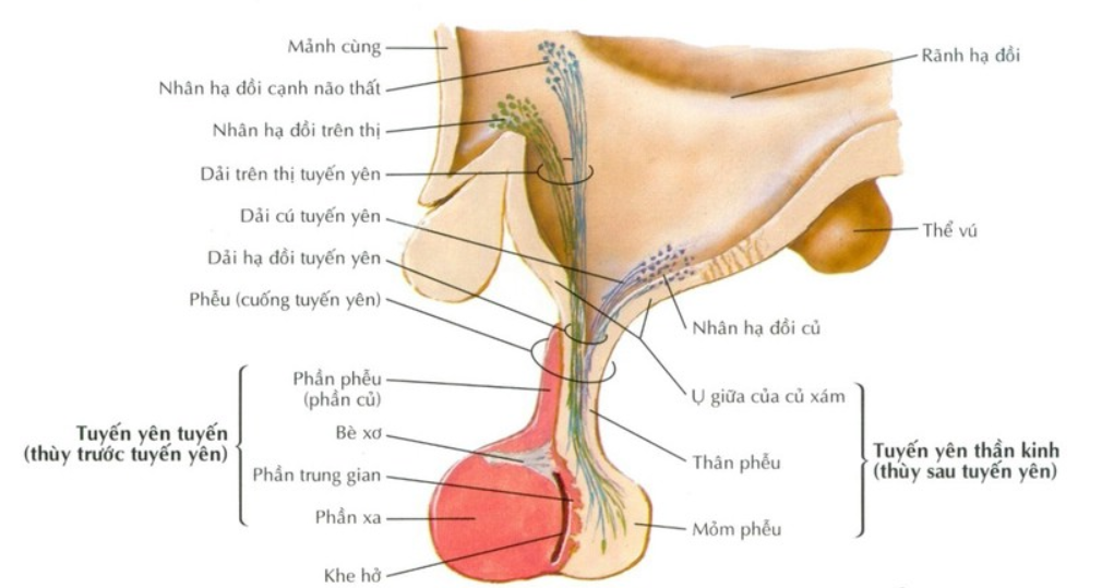 Vai trò của vùng dưới đồi trong hệ thống nội tiết là gì?