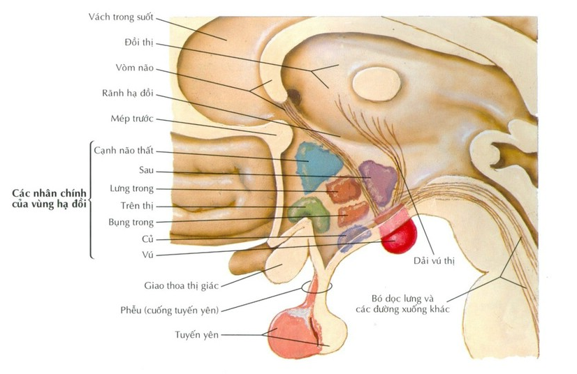 Vùng dưới đồi có chức năng gì?