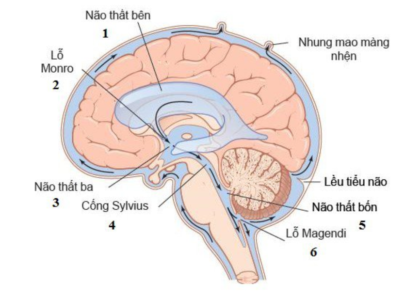 3 chức năng của dịch não tủy
