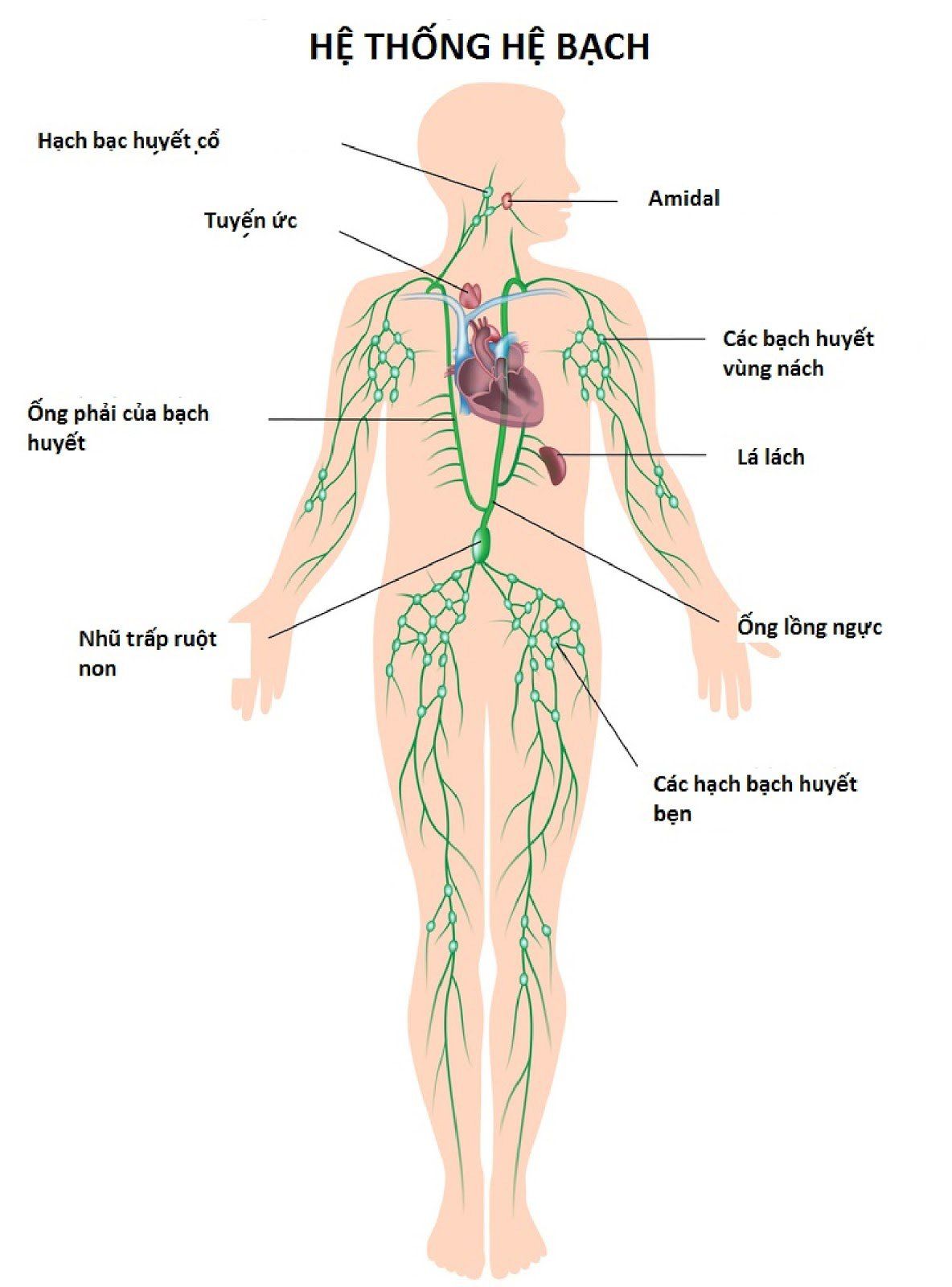 Sinh thiết hạch cổ: Khi nào cần làm?