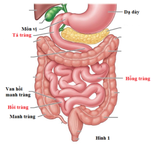 Mở thông hỗng tràng hoặc mở thông hồi tràng để nuôi ăn