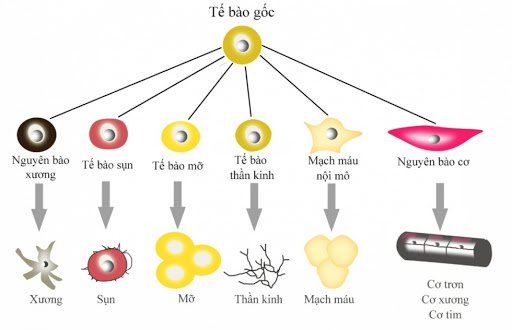 Tế bào gốc khác gì tế bào bình thường?