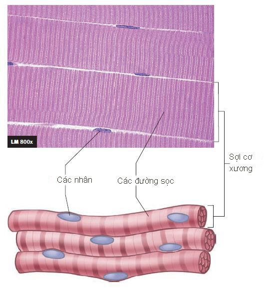 Cơ bắp nào mạnh nhất trong cơ thể con người?