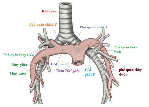 Các dị tật bẩm sinh của phối, khí quản, phế quản