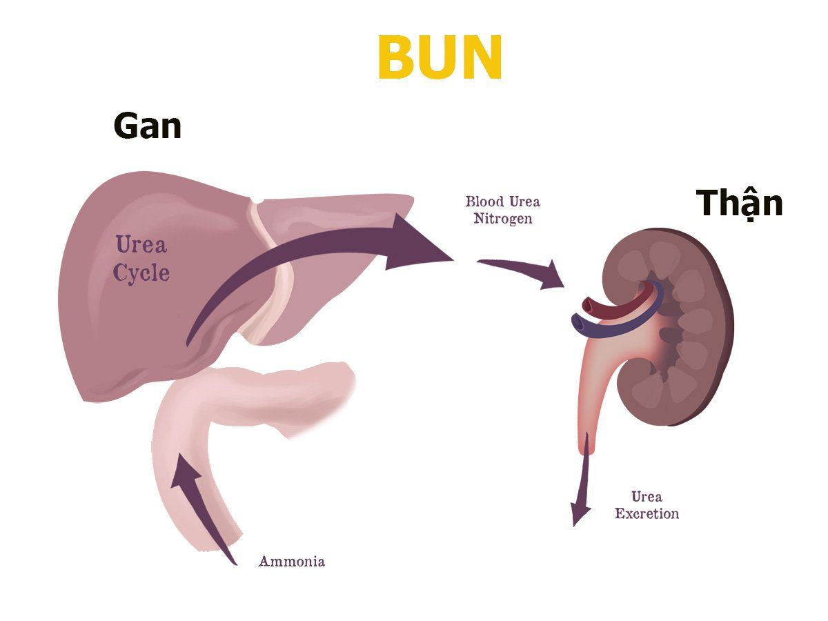 Xét nghiệm BUN là gì? Ý nghĩa xét nghiệm BUN