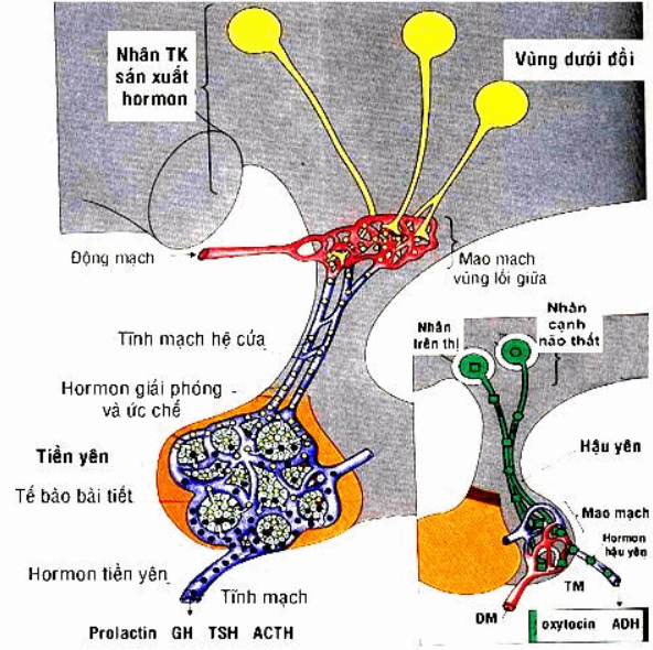 Ý nghĩa chỉ số xét nghiệm ACTH đánh giá hội chứng Cushing và bệnh Addison