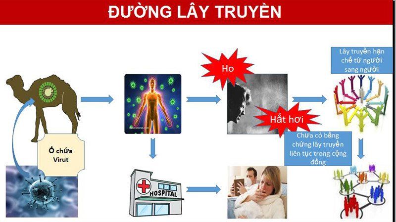 Nguồn gốc và triệu chứng của bệnh do MERS CoV