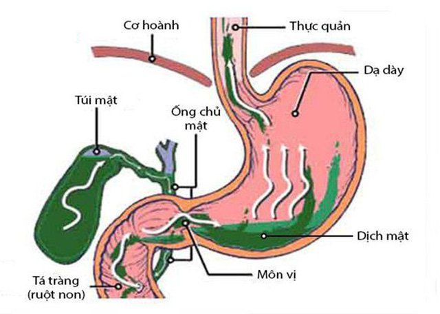 Dịch mật có tác dụng gì?